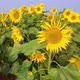 Yellow sunflower field view blooming and facing the sun. Organic Farming Agriculture. - VideoHive Item for Sale