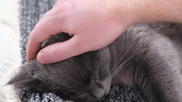 A Man Strokes Gray Cat