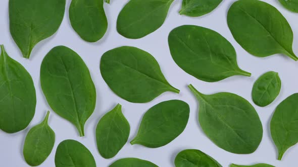 Rotating Background of Spinach Leaves on a White Backgroundhealthy Food Concept Loop alt
