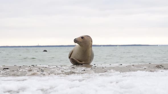 Young seal on beach, adult seals swimming by in background, snow/ice in foreground, Falsterbo Sweden alt