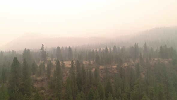 Evergreen Trees Hazy In Forest Fire Smoke alt