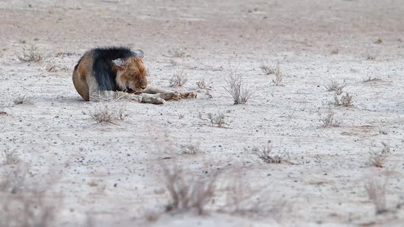 Languid male African Lion relaxes in the desert, grooming himself alt
