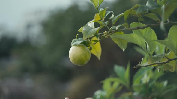 Slow Motion Closeup Video of a Woman's Hand Plucking a Lemon From a Tree alt
