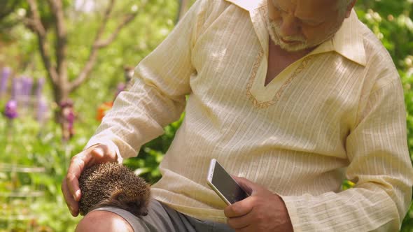 Senior Man Strokes Hedgehog in Beautiful Summer Garden