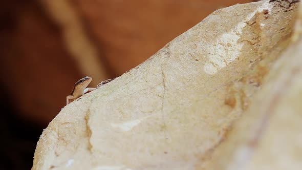 A Yellow-striped tree skink or Lipinia vittigera lounging on a big rock spotted at Preah Monivong Na alt