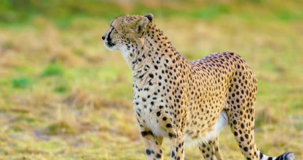 Closeup of Adult Cheetah Looking After Enemies