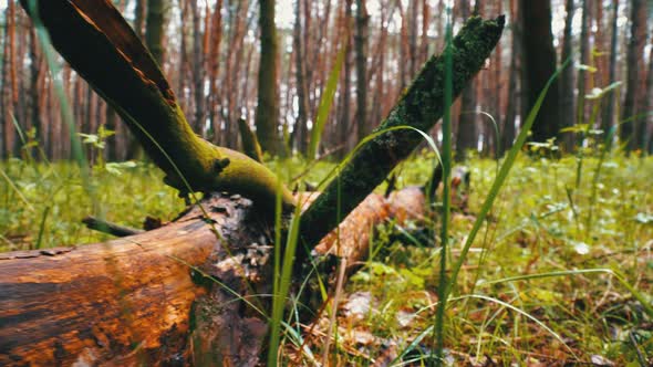 Felled Tree in Wild Forest. Camera Moves in Woodland. Log Lies on Green Plants alt