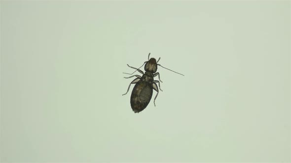 book lice Liposcelis sp. under the microscope, of the Liposcelidae family alt