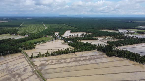 Aerial view water paddy field alt