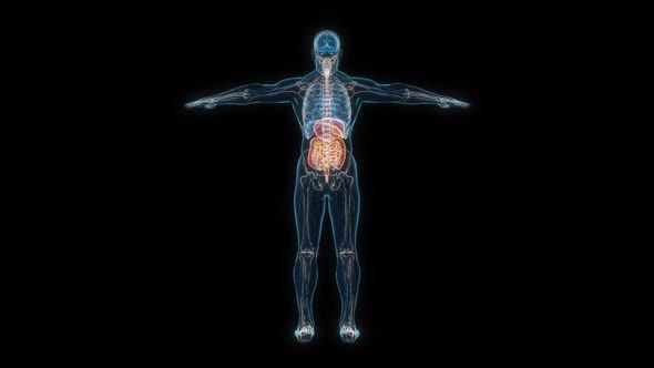 Male digestive system 3d hologram
