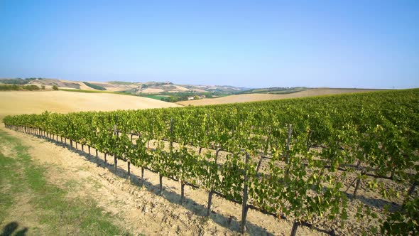 Vineyard Landscape in Tuscany , Italy alt