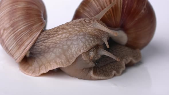 Two large grape snails are sitting side by side on a white background