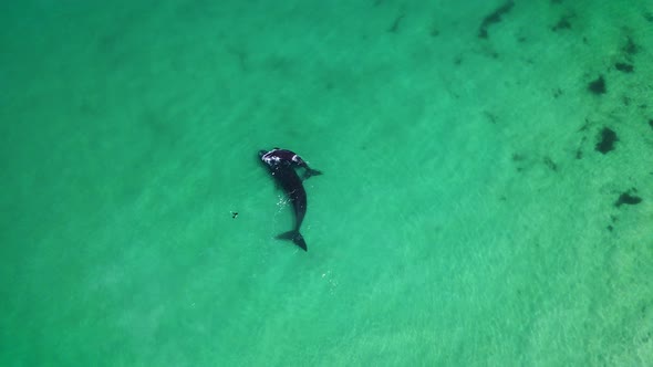 Inquisitive seal swims towards Southern Right calf nuzzling its mom, aerial alt