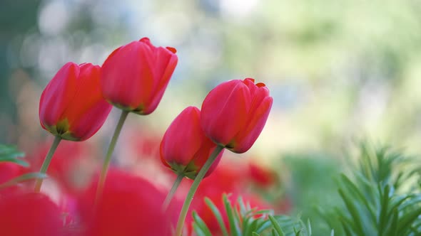Bright Red Tulip Flowers Blooming on Outdoor Flowerbed on Sunny Spring Day alt