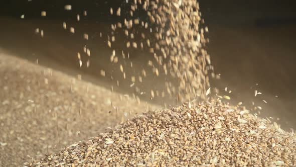 Grain Of Wheat fails Pouring golden paddy seeds in a pile