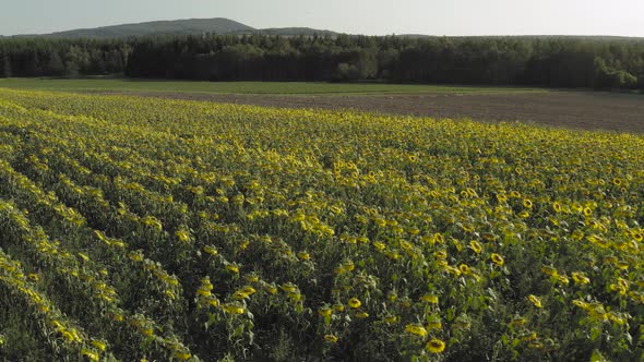 Rows of sunflowers seeds in blossom Aerial shot. off symmetry alt