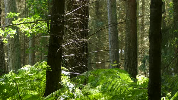 Panning through remote forest