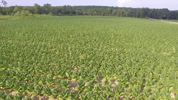 drone shots of a tobacco field in north carolina alt