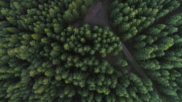 Drone Shot Flying Over Forest in Sweden