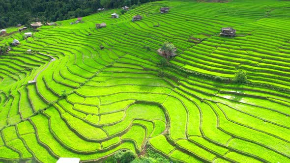 Drone view during golden hour of a rice terrace alt