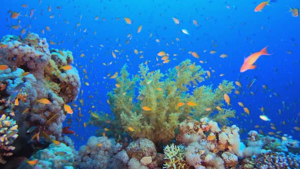 Colourful Underwater Ambience alt