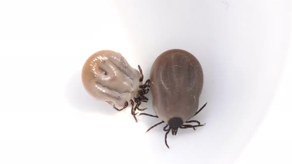 Ticks Full of Blood on White Surface alt