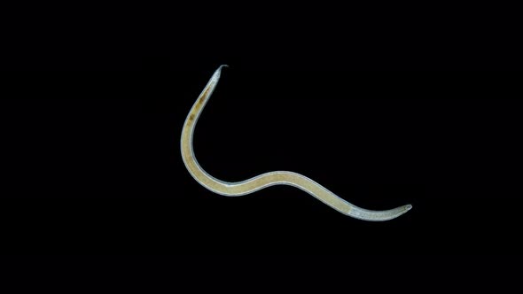 Worm Nematoda Under Microscope Phylum Protostomia Freeliving Nematodes Inhabit Soil Freshwater and alt