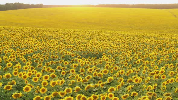 Aerial View of a Large Blooming Sunflower Field at Sunset alt