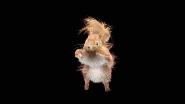 Squirrel Dancing HD alt