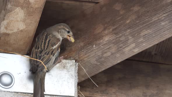 Tree Sparrow Nesting Behavior Watching. alt