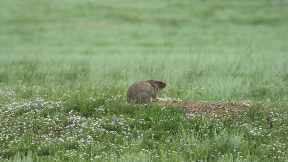 Real Wild Marmot in a Meadow Covered With Green Fresh Grass alt