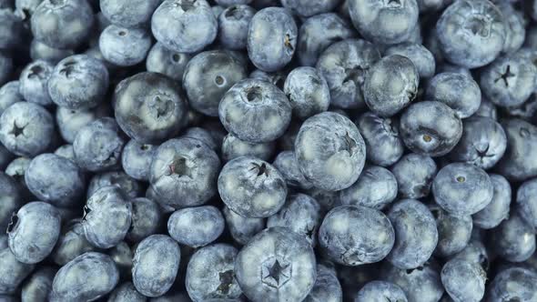 Common Blueberry A Type Of Deciduous Shrub.