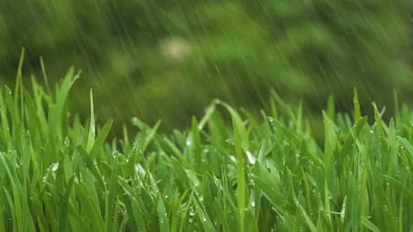 Green Fresh Grass alt