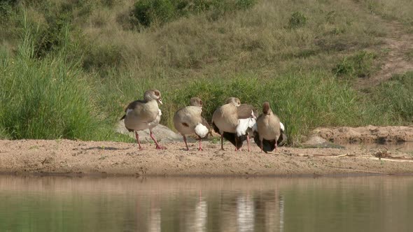 Egyptian goose (Alopochen aegyptiaca) four together preening feathers on lake side bank. alt