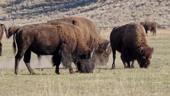 Bison digging at the ground as it rolls around in herd alt
