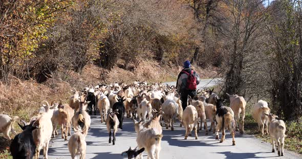 Shepherd walking on the road with their sheep
