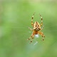 Brown Cross Spider Hanging in Center of Web in Forest - VideoHive Item for Sale