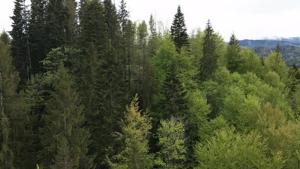 Ukraine, Carpathians: Forest Landscape. Aerial View alt