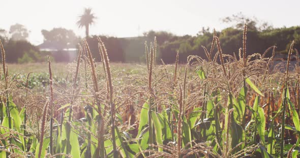 Video of eco farm with corns and vegetables on sunny day alt