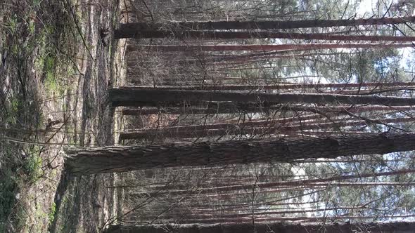 Vertical Video of Trees in a Pine Forest Slow Motion alt