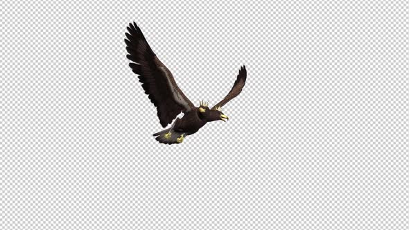 Imperial Eagle - Double-Headed - Flying Loop - Down Angle alt