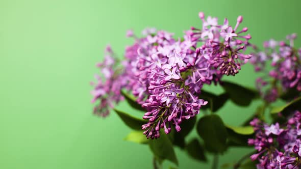 Beautiful Opening Lilac Flowers Bunch on Mint Green Background Time Lapse alt