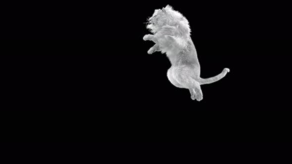 71 White Lion Jumping Down 4K alt