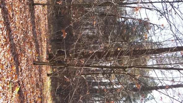 Vertical Video of an Autumn Forest During the Day in Ukraine alt