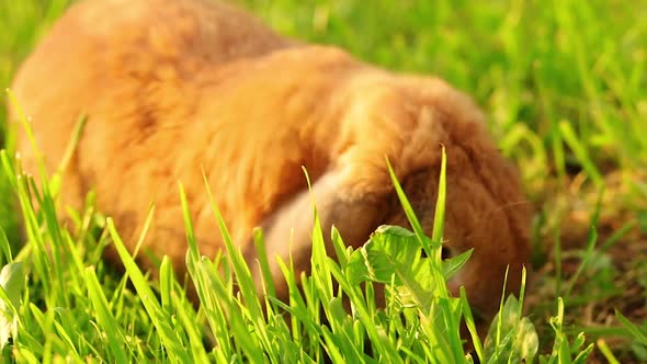 Lop-eared rabbit jumps on the lawn and chews the grass. Dwarf rabbit breed ram at sunset. Summer day