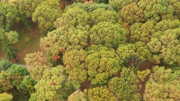 a top down shot over colorful tree tops during the day. It is a calm & peaceful scene as the drone c alt