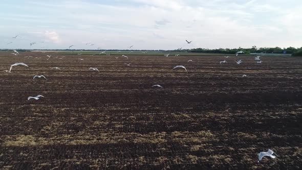 Aerial View Video Footage of Birds Flying Over the Field