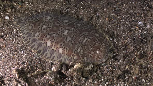Moses Sole Flounder (Pardachirus marmoratus) crawling over volcanic sand at night in Anilao,Philippi alt
