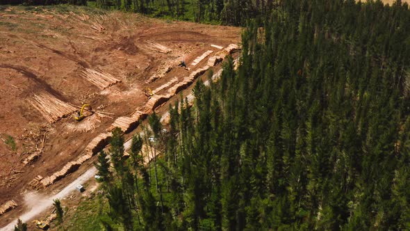 Logging industry impact on pine tree forest, large wood pile storage processing plant, aerial alt