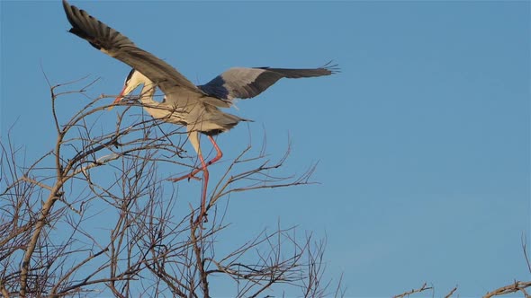 Grey heron, Ardea cinerea, Camargue, France alt